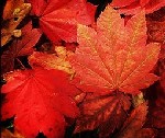 autumn red leaves